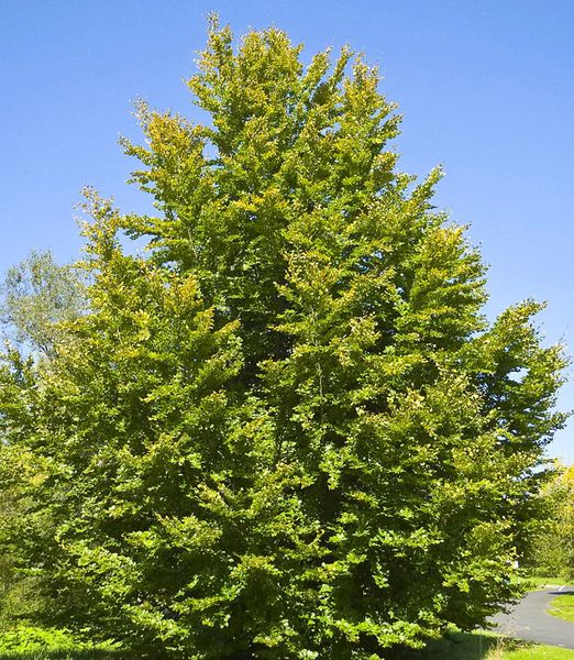 Fagus orientalis
